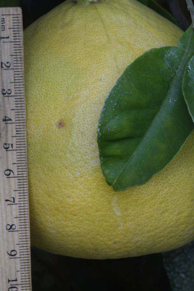            Fruit (Riverside, CA)   